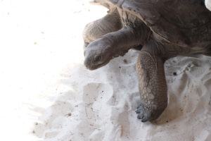 Raffles-Hotel-Praslin-Seychelles-Beach Turtle